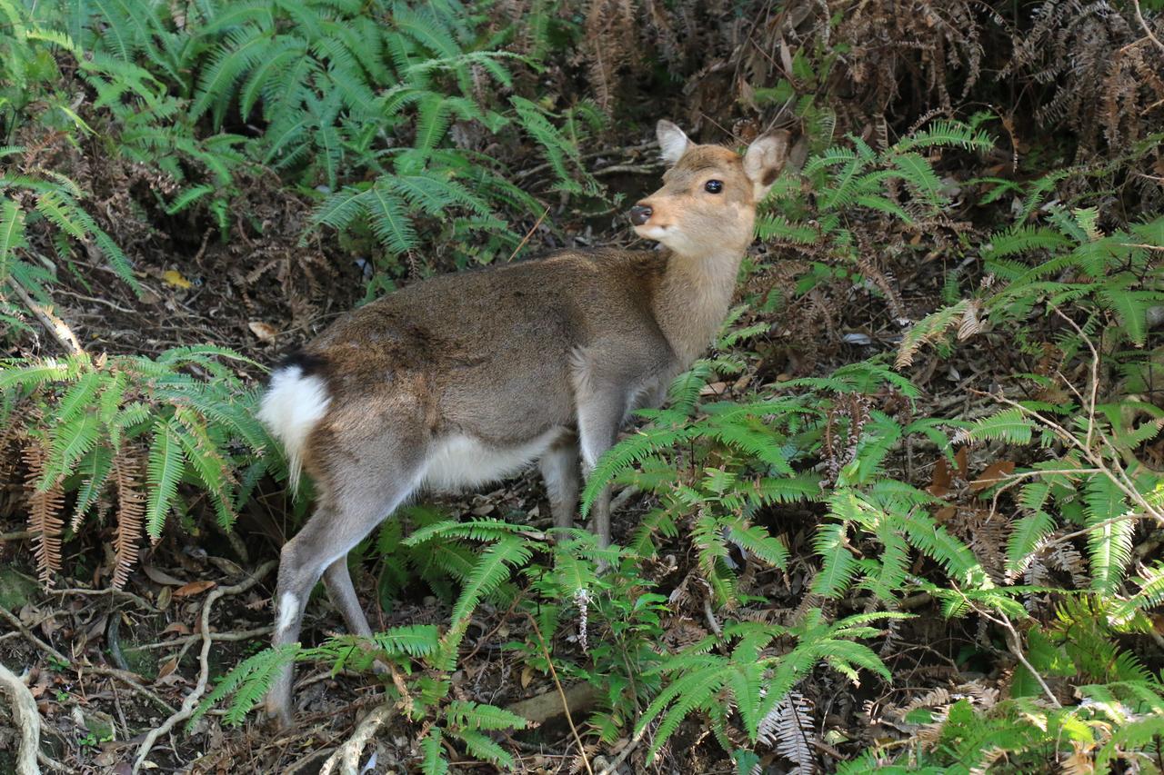 Miyanouraso Otel Yakushima  Dış mekan fotoğraf