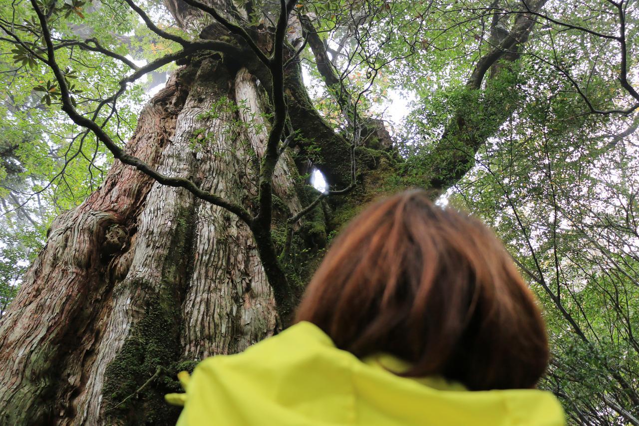 Miyanouraso Otel Yakushima  Dış mekan fotoğraf